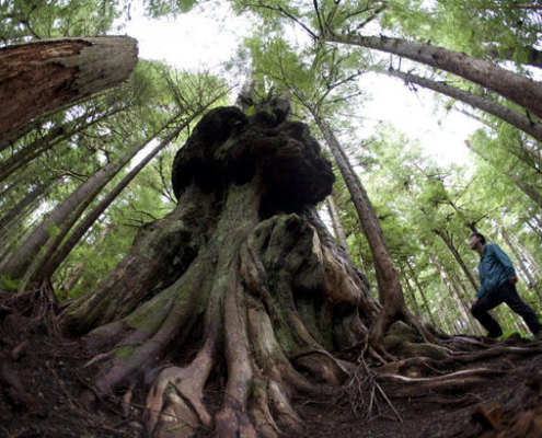 Ken Wu of the Ancient Forest Alliance stops to look at Canada's Gnarliest tree in the Avatar Old Growth Forest near Port Renfrew on Vancouver Island