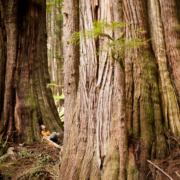 Christy Clark Grove