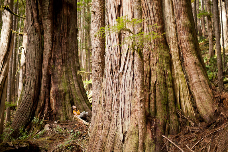 Christy Clark Grove