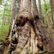 The 'Gnarly Clark'