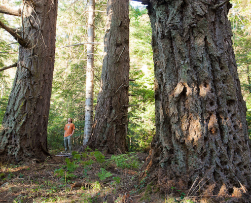 Ancient Forest Alliance campaigner and photographer TJ Watt stands among towering old-growth Douglas-fir trees in Metchosin.