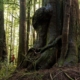 Avatar Grove