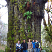 The Al Jazeera film crew and AFA activists TJ Watt and Ken Wu visit Canada's largest spruce