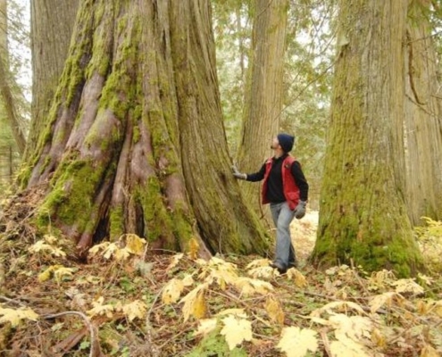 Some of the trees in the Ancient Forest are 1
