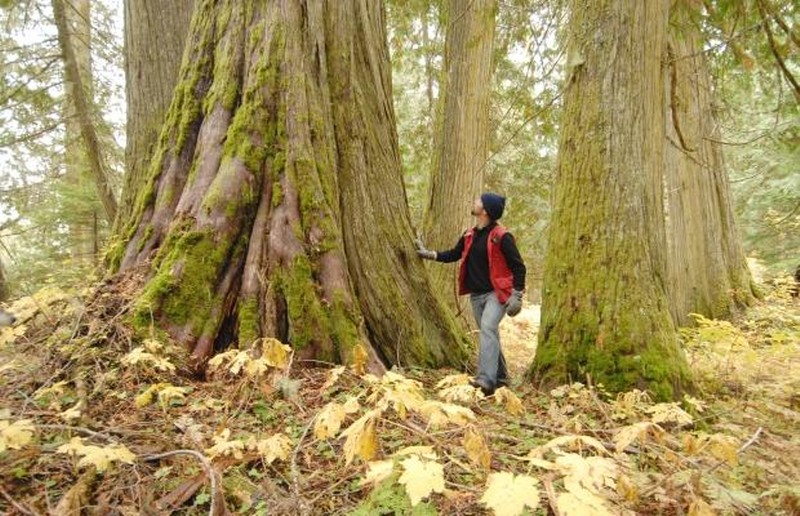 Some of the trees in the Ancient Forest are 1