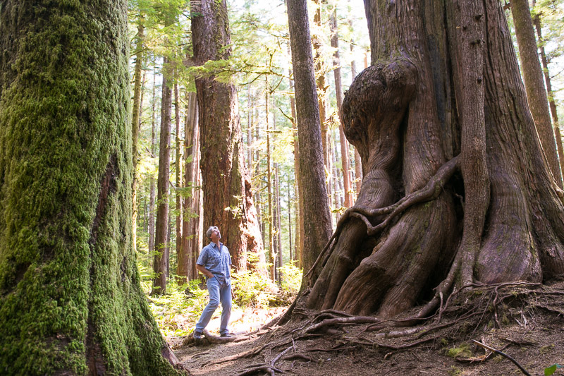 Port Renfrew Chamber of Commerce President Dan Hager checking out the ancient trees in the Lower Avatar Grove.