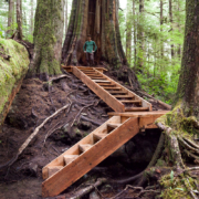 Boardwalk in the Upper Avatar Grove