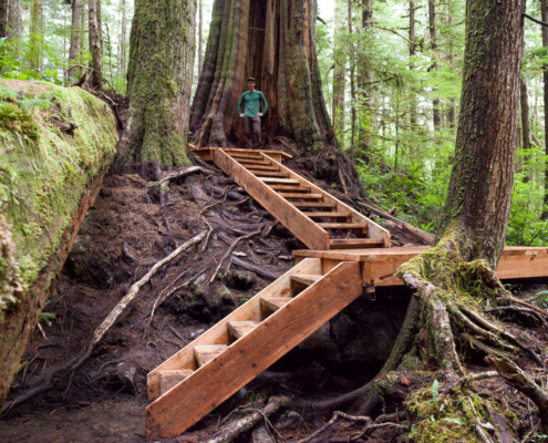 Boardwalk in the Upper Avatar Grove