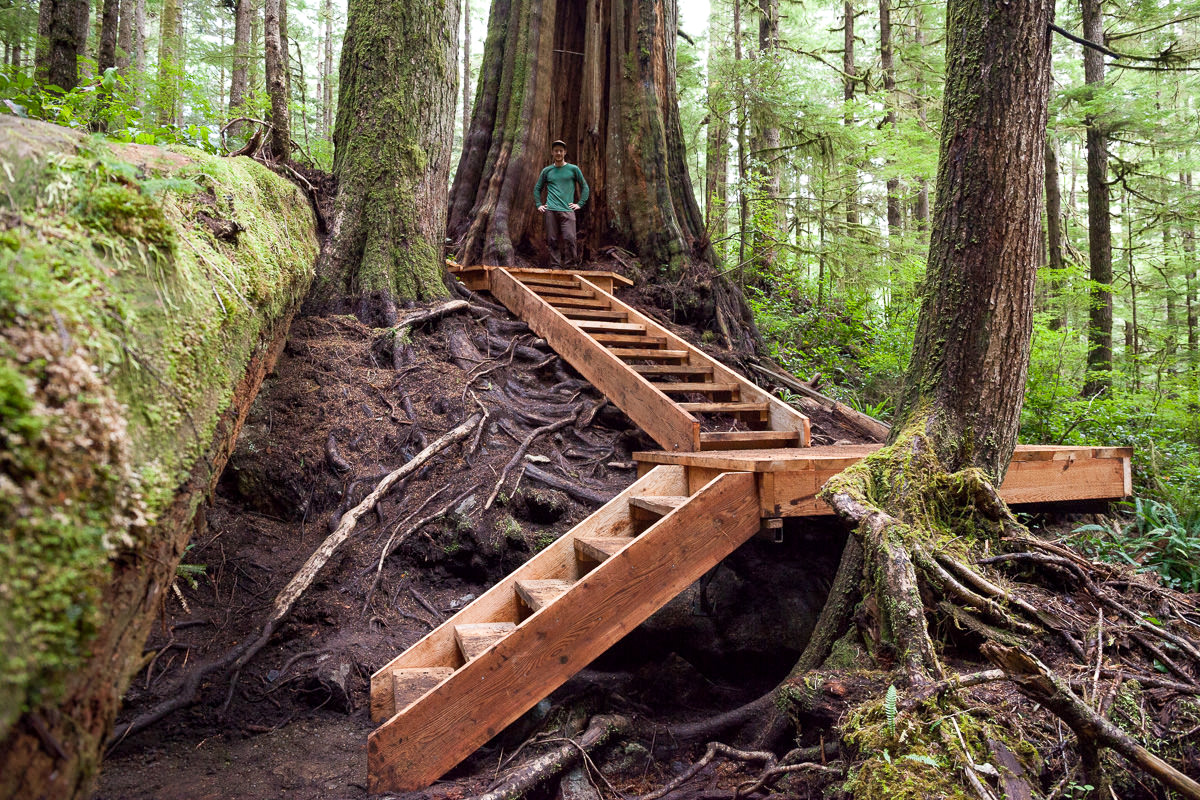 Boardwalk in the Upper Avatar Grove