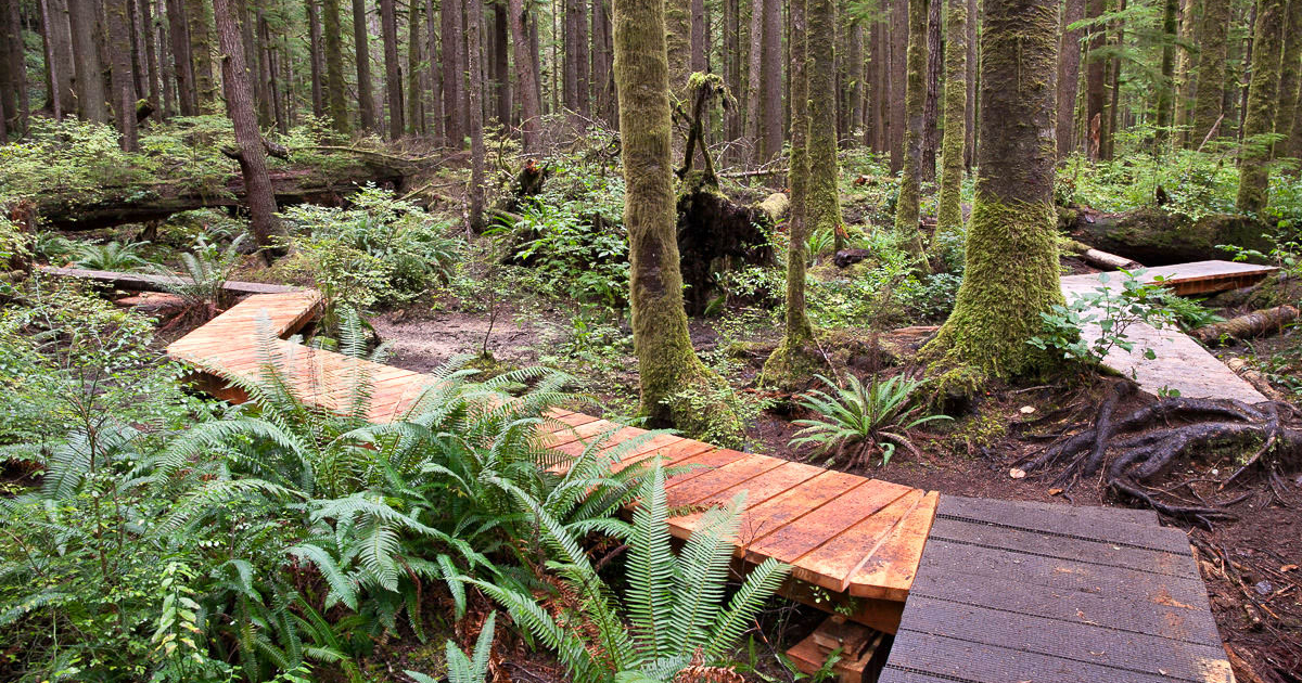 Recent boardwalk additions in the lower grove which span the area prone to Winter flooding.