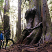 Giant trees in the Lower Avatar Grove
