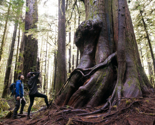 Giant trees in the Lower Avatar Grove