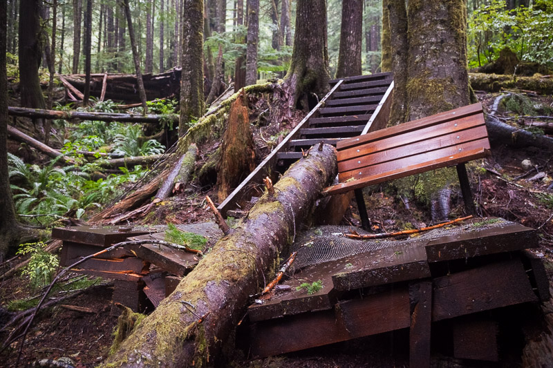 A section of boardwalk damaged in the Lower Grove by a falling hemlock tree.