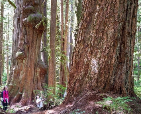 Avatar Grove's Old-Growth Trees