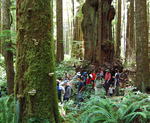 Hikers walk through the Avatar Grove during last year's Biodiversity Hike.