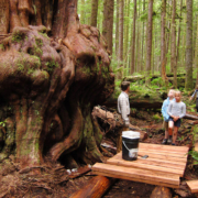New construction of boardwalk near the biggest cedar tree in the Lower Avatar Grove.