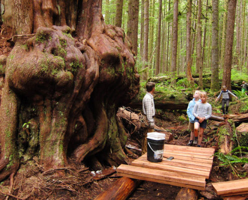 New construction of boardwalk near the biggest cedar tree in the Lower Avatar Grove.