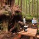 New construction of boardwalk near the biggest cedar tree in the Lower Avatar Grove.