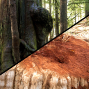 Old-growth logging near the Avatar Grove on Vancouver Island.
