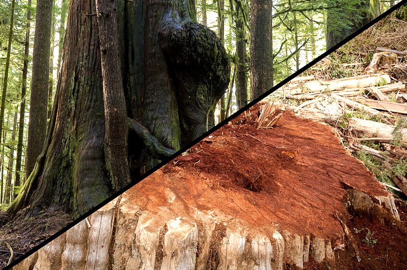 Old-growth logging near the Avatar Grove on Vancouver Island.