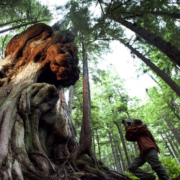 AFA's photographer TJ Watt takes a shot of "Canada's Gnarliest Tree" in the Upper Avatar Grove