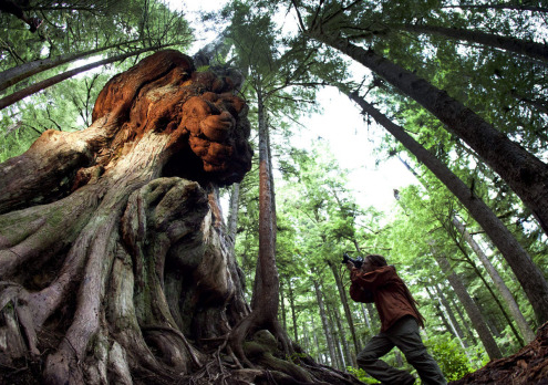 AFA's photographer TJ Watt takes a shot of "Canada's Gnarliest Tree" in the Upper Avatar Grove