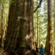 Avatar Grove