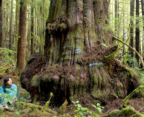 Ancient Forest Alliance co-founder Ken Wu beside one of the Avatar Grove's biggest redcedars marked with the original logging survey paint.
