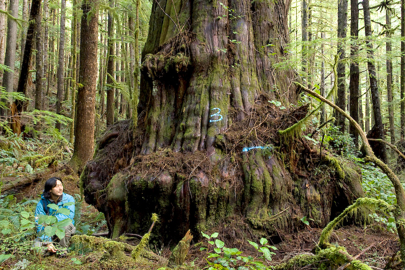 Ancient Forest Alliance co-founder Ken Wu beside one of the Avatar Grove's biggest redcedars marked with the original logging survey paint.