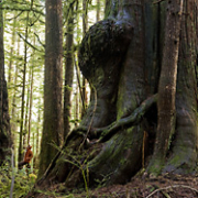 Avatar Grove