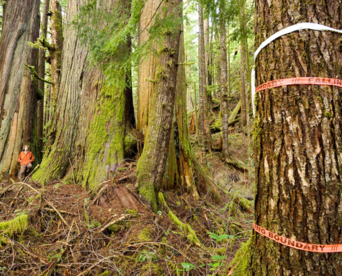 Flagging tape marked "Falling Boundary" in the lower Avatar Grove when the forest was initially surveyed for logging.