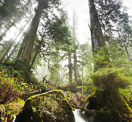 Avatar Grove on the Pacific Marine Circle Route is home to ancient fir