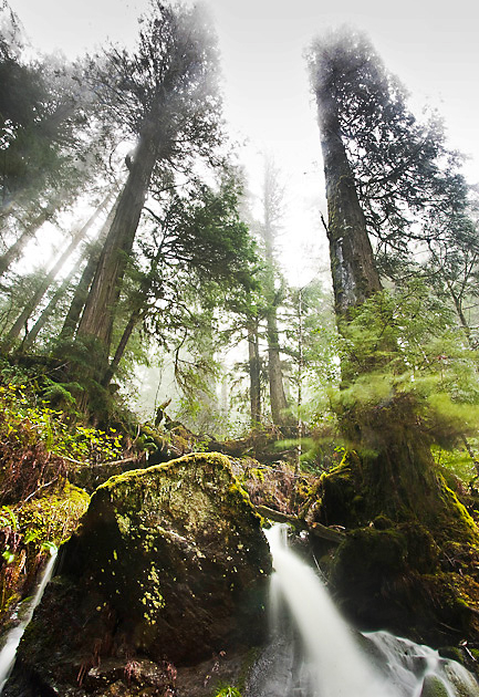 Avatar Grove on the Pacific Marine Circle Route is home to ancient fir