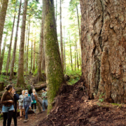 A large group of visitors walk through the Lower Avatar Grove. A boardwalk will help protect the Grove's ecological integrity
