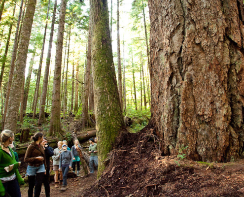 A large group of visitors walk through the Lower Avatar Grove. A boardwalk will help protect the Grove's ecological integrity