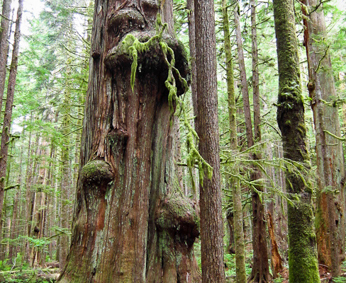 A hiker takes photos of a giant redcedar in the lower Avatar Grove.