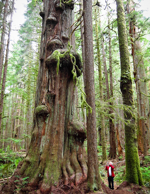 A hiker takes photos of a giant redcedar in the lower Avatar Grove.