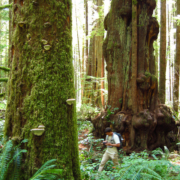 A hiker walks through the giant trees of the Lower Avatar Grove.