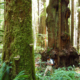 A hiker walks through the giant trees of the Lower Avatar Grove.