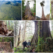 Port Renfrew is home to some of the finest ancient forests and largest trees in Canada