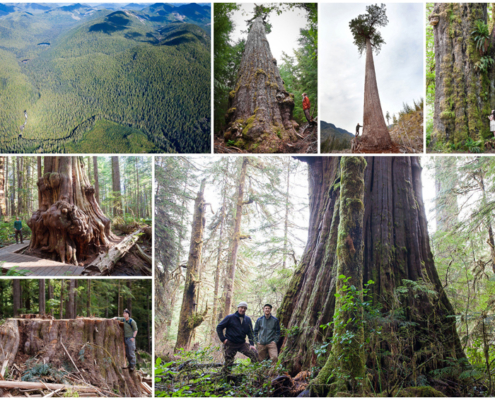 Port Renfrew is home to some of the finest ancient forests and largest trees in Canada