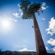 A climber makes his way up the towering trunk of Big Lonely Doug