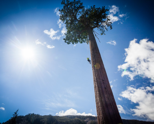 A climber makes his way up the towering trunk of Big Lonely Doug