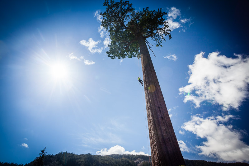 A climber makes his way up the towering trunk of Big Lonely Doug