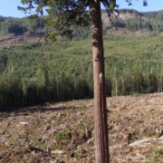 A screenshot from the new Climbing Big Lonely Doug: Round 2 drone video filmed by the Ancient Forest Alliance.