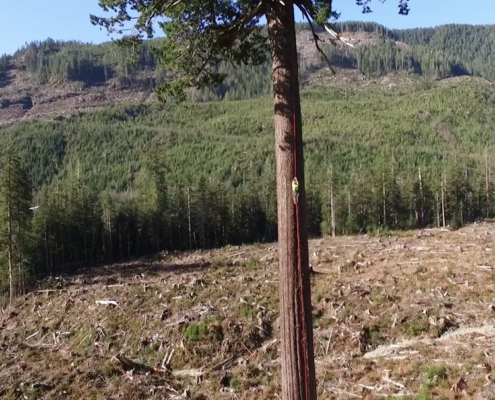 A screenshot from the new Climbing Big Lonely Doug: Round 2 drone video filmed by the Ancient Forest Alliance.