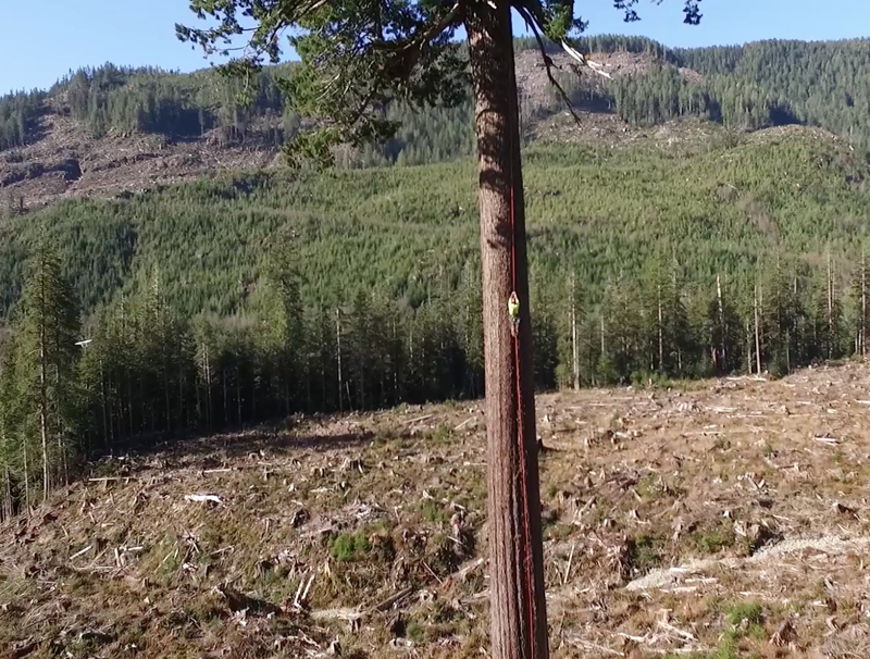 A screenshot from the new Climbing Big Lonely Doug: Round 2 drone video filmed by the Ancient Forest Alliance.