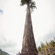 Renowned forest ecologist Andy MacKinnon (left) stands with members of the AFA after measuring Big Lonely Doug.