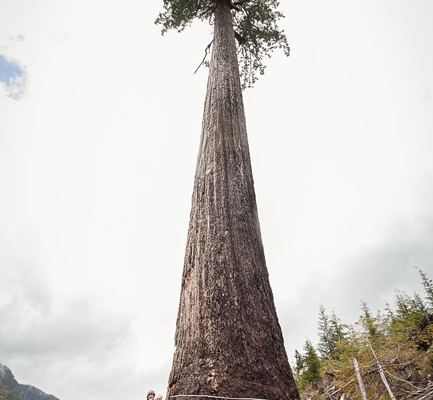 Renowned forest ecologist Andy MacKinnon (left) stands with members of the AFA after measuring Big Lonely Doug.