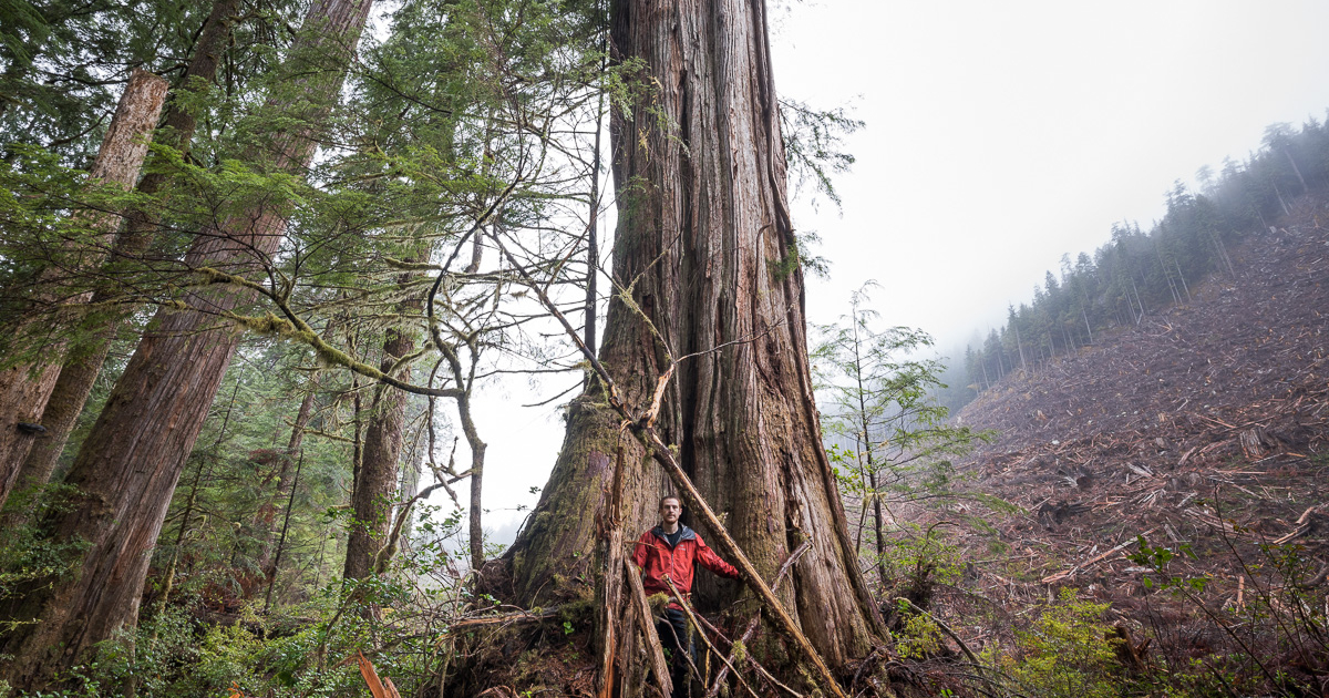 Old-growth logging in 2017 - Edinburgh Mt